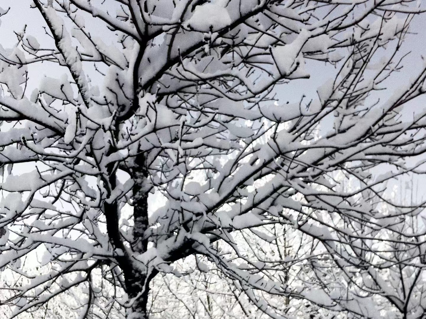 Beijing Schools Close Doors as Blizzard Descends