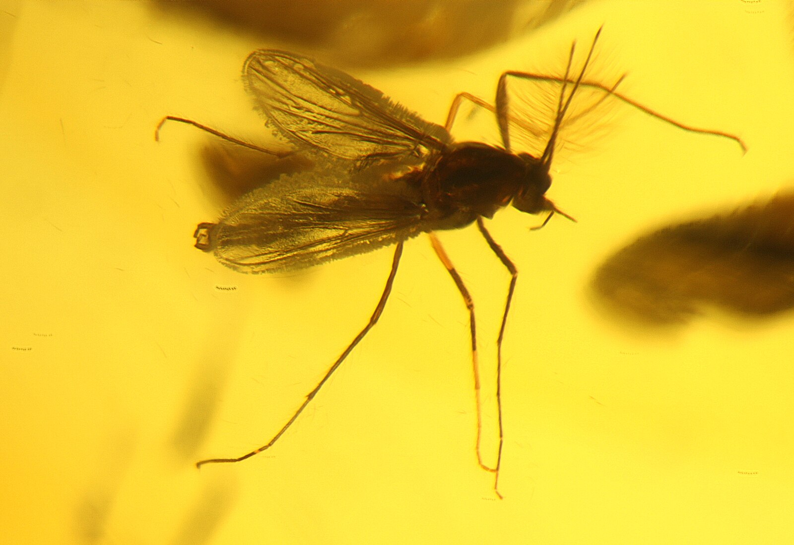 Scientists Discover Ancient Male Mosquitoes Also Sucked Blood