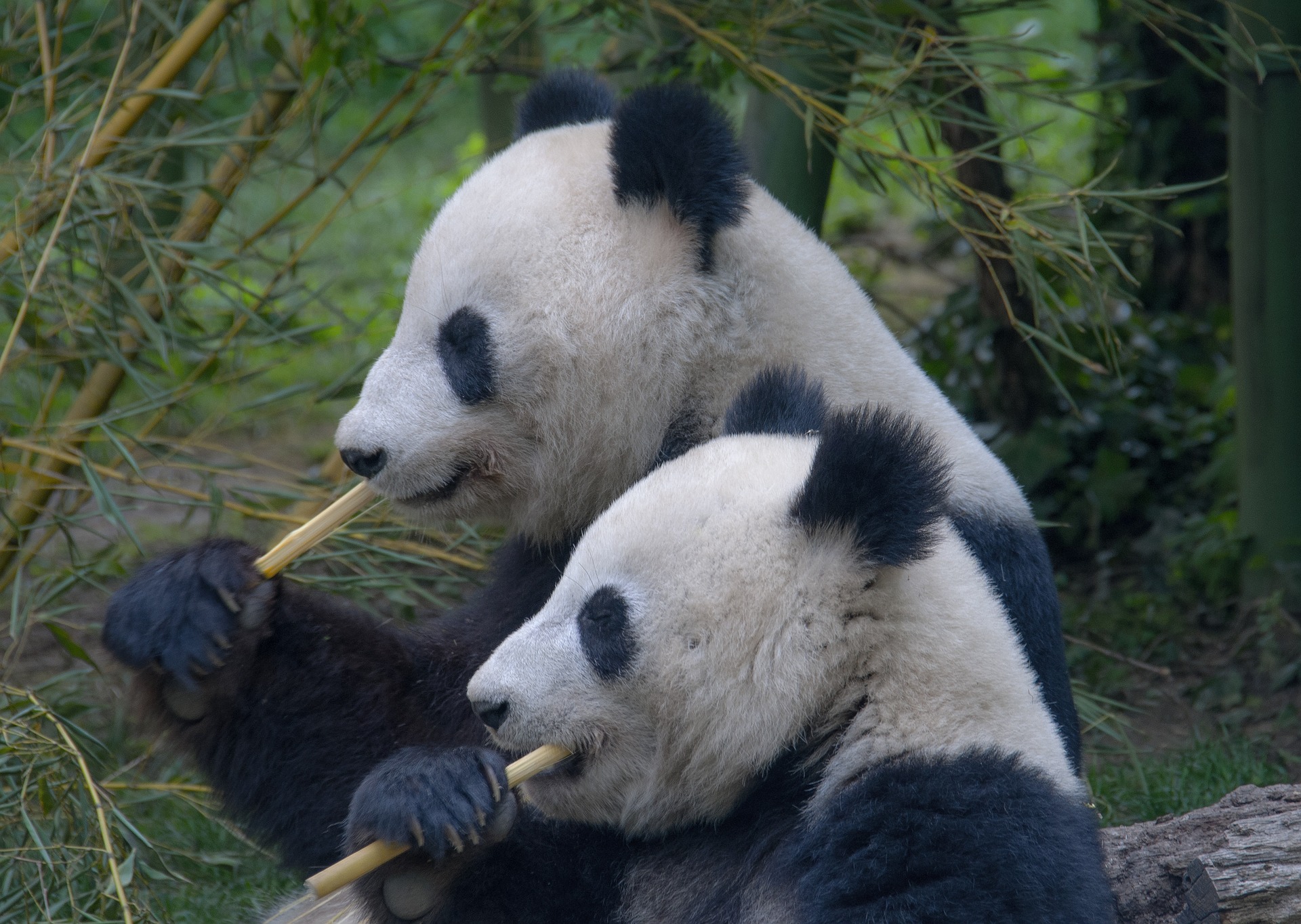 Twin Treasures Return Home: Germany-Born Pandas Touch Down in China