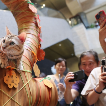 Shanghai Museum Hosts Unique Cat-Themed Event at Ancient Egyptian Exhibition