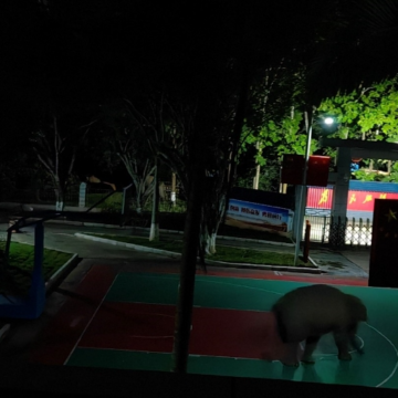 Wild Elephants Wander into Border Checkpoint in Yunnan Province