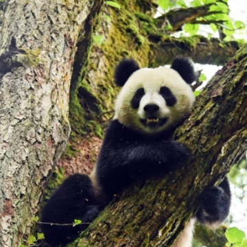 China’s First Giant Panda College in Sichuan to Enroll 50 Students