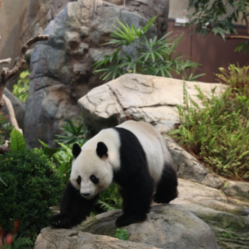 Hong Kong Chief Executive John Lee Visits Sichuan to Arrange Giant Panda Gift