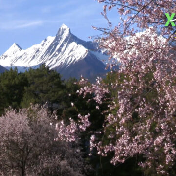 Amazing Tibet: The Dense Forest Along the Yarlung Zangbo River