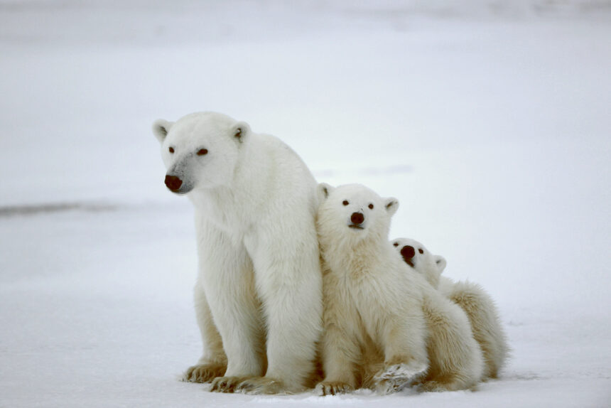 Uneven Melting of Arctic and Antarctic Ice Sheets May Lead to Global Disruption, Study Warns