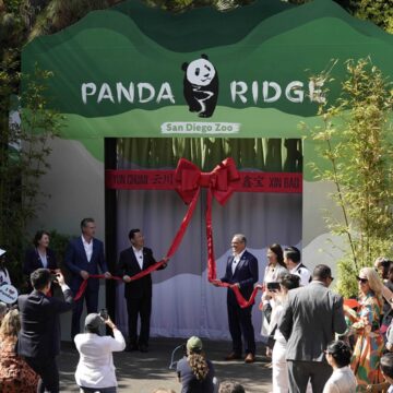 Public Debut of Giant Pandas Ignites “Panda-Mania” in California