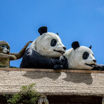 Promising Future for Giant Panda Breeding in Hong Kong with New Pair’s Arrival