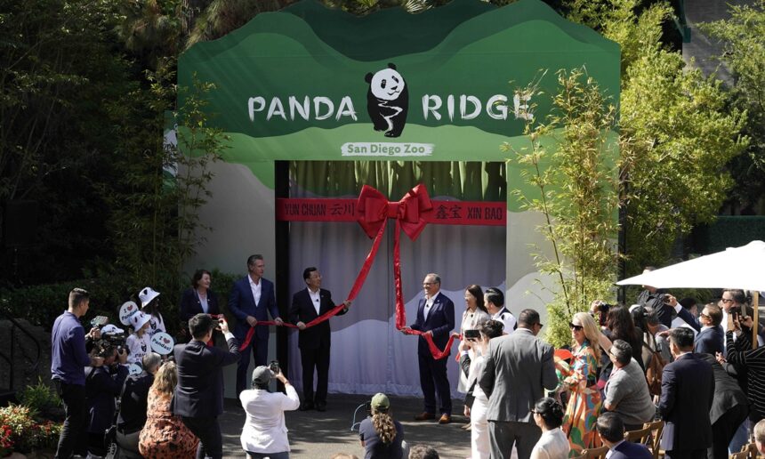 Public Debut of Giant Pandas Ignites “Panda-Mania” in California