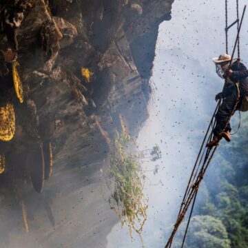 Hong Kong Investigates Third Suspected Case of Mad Honey Poisoning