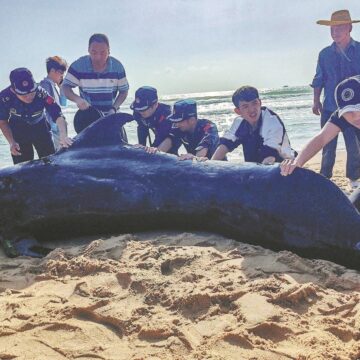 Pilot whale rehabilitation