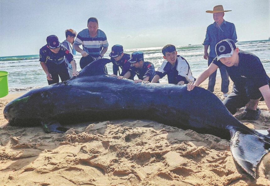 Pilot whale rehabilitation