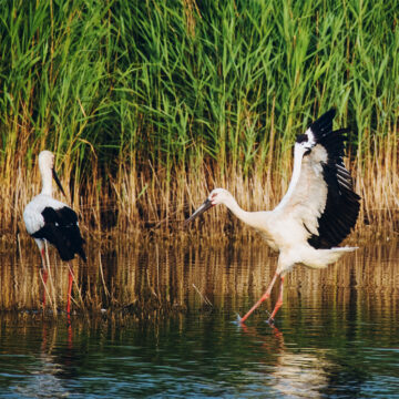 Nandagang Migratory Bird Habitat: A vital coastal wetland reserve