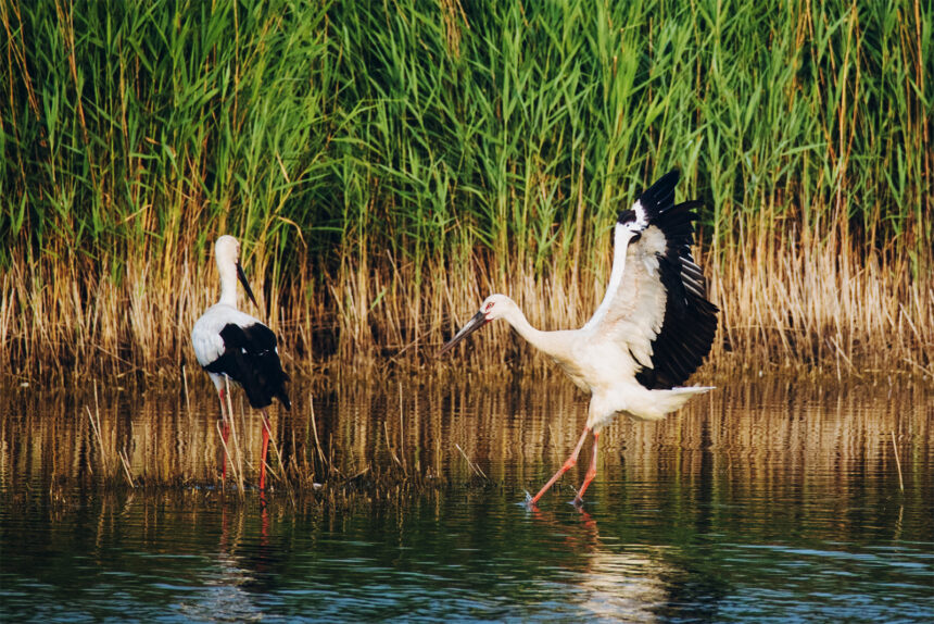 Nandagang Migratory Bird Habitat: A vital coastal wetland reserve